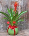 /album/fotogaleria-guzmania/images-13-jpg/